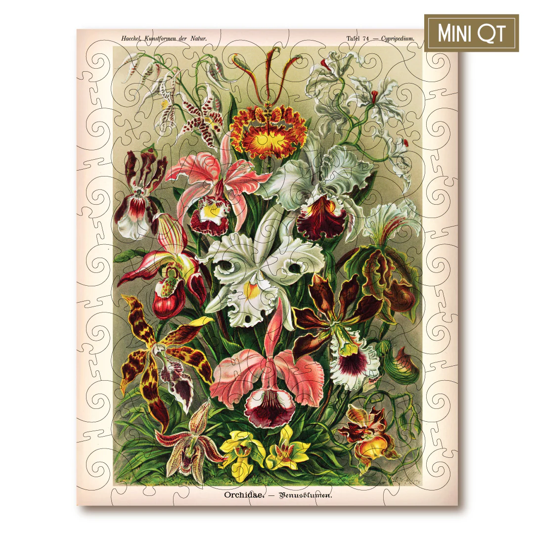 Orchids MINI QT